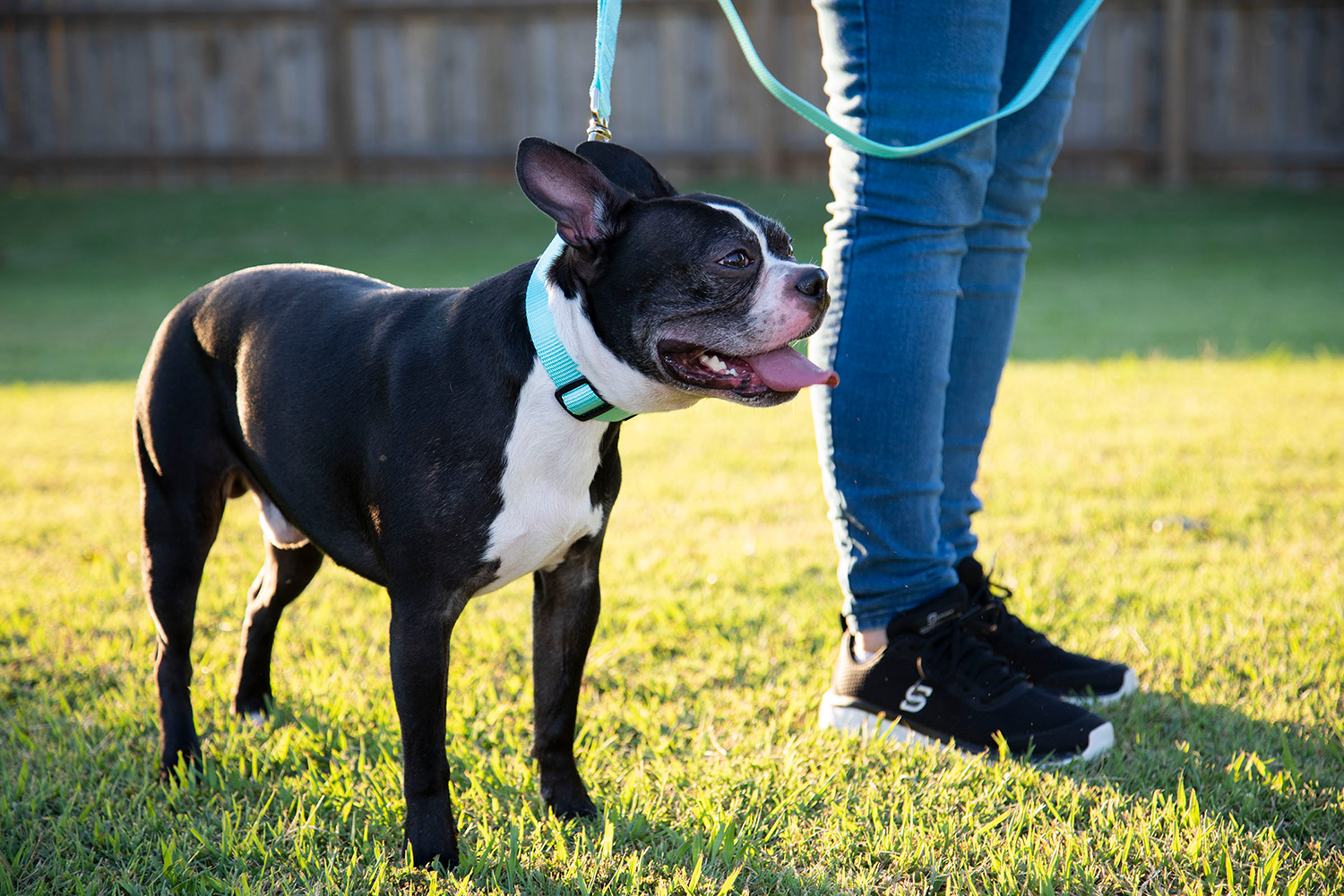French Bull Dog being led with baby blue nylon leash