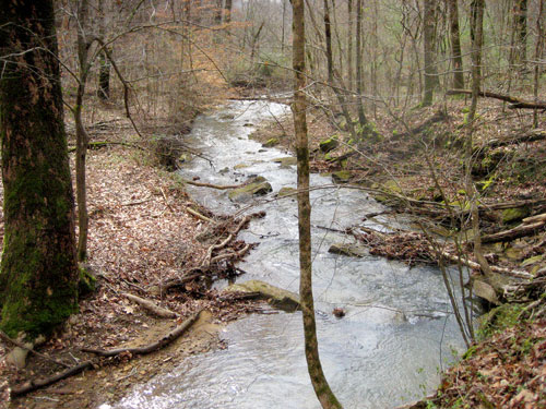 Forrest with a flowing creek