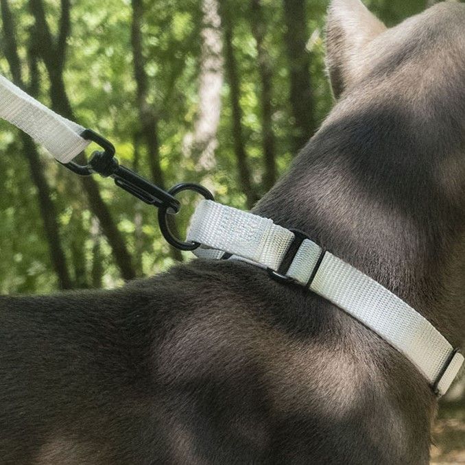 D-ring attached to a dog collar