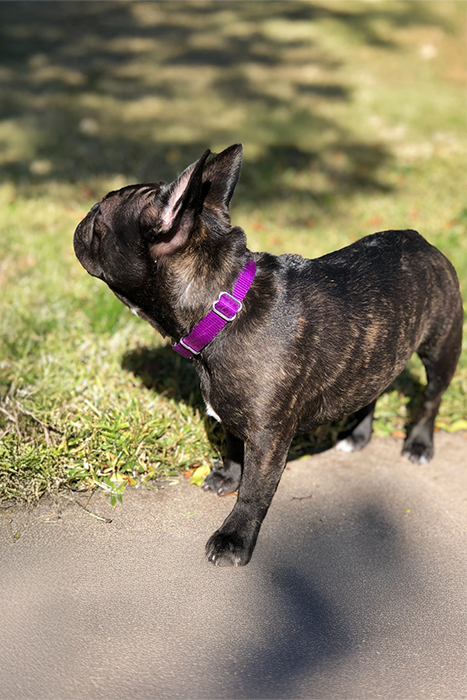 French Bull Dog wearing a purple martingale collar