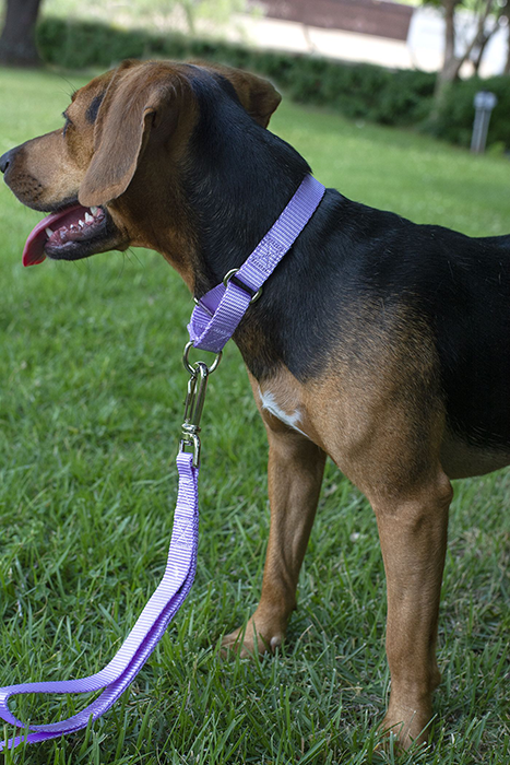 Beagle with pale purple martingale collar and leash