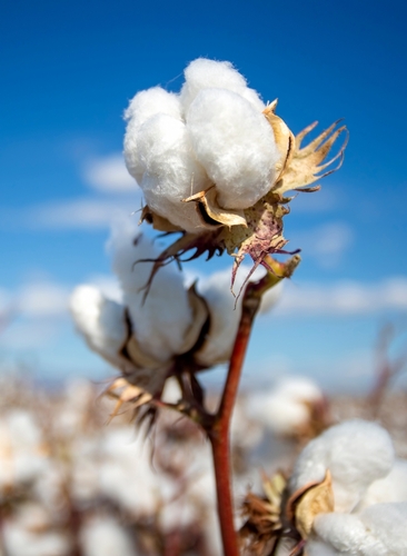 A close up photo of ripe cotton in a field